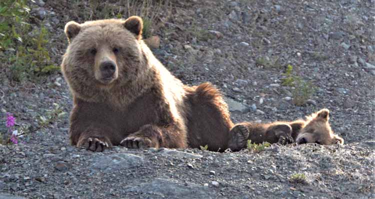 grizzly and cub
